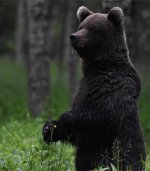 Bear Lentiira.jpg