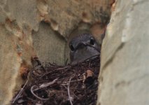 flycatcher_sp1.jpg