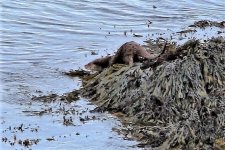 European Otter, Islay 2014 - Copy.JPG