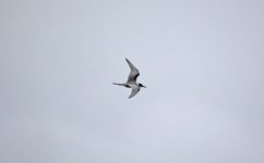 Common Tern 05 (2).jpg