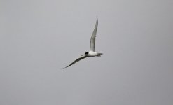 Common Tern 09 (2).jpg