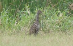 Limpkin.jpg