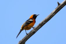 00000 Oriole - AAA - Mexico Riviera Maya - 18Oct29 - 06-6374.jpg