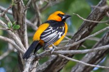 0000 Oriole - AAA - Mexico Riviera Maya - 18Oct31 - 08-7815.jpg