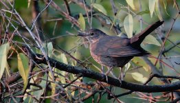 DSC01891 European Blackbird @ Budapest.jpg