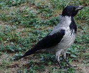 DSC01933 Hooded Crow @ Budapest.jpg