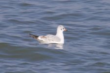 Black-Headed Gull.jpg