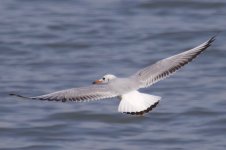 Black-Headed Gull (1).jpg