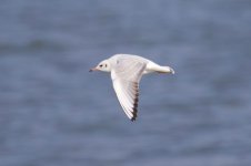 Black-Headed Gull (2).jpg