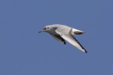 Black-Headed Gull (3).jpg