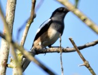 rosy starling.jpg