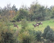 Roe Deer_Girdle Ness_141018a.jpg