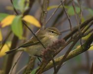 Chiffchaff_Girdle Ness_141018a.jpg