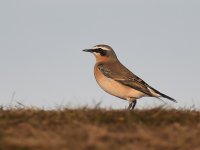 Wheatear_Girdle Ness_141018b.jpg