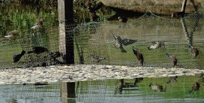 DSC02986 Silky Starlings @ San Tin.jpg