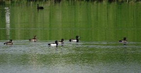 DSC02994 Tufted Ducks @ San Tin.jpg