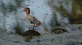 DSC03028 Eurasian Teal @ San Tin.jpg