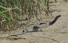 DSC03021 Common Ratsnake @ San Tin.jpg