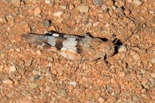 Blue-winged Grasshopper.jpg