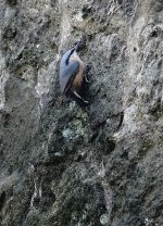 DSC01978 Eurasian Nuthatch @ Budapest.jpg