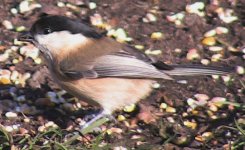 A Classic Willow Tit 1..jpg