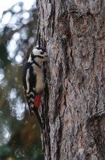 DSC01994 Great Spotted Woodpecker @ Budapest.jpg