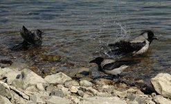 DSC01987 Jackdaw and Hooded Crows @ Budapest.jpg