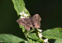 Skipper-5145.jpg