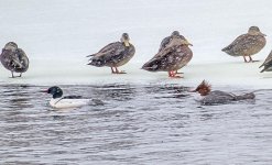 Ducks & Mergansers In Snowfall_P1060338-9BF.jpg