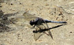 dragonfly_26feb17_800l_5049.jpg