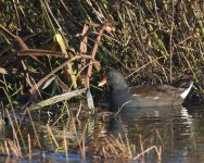 Moorhen_Girdle Ness_161218a.jpg