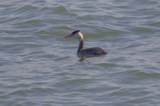 Great Crested Grebe.jpg