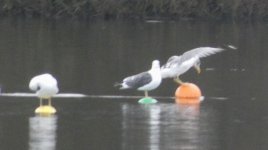 596.   Gull at Sale Water Park 10th Dec 2018 rezized.JPG