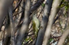 Gray-Headed Woodpecker.jpg