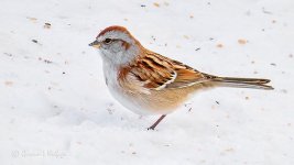 American Tree Sparrow_P1050536BF.jpg