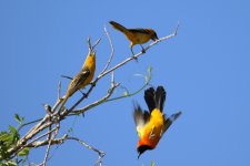 000000 Oriole - AAA - Mexico Riviera Maya - 18Oct31 - 08-7789.jpg