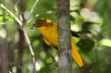 Golden Bowerbird au 1.jpg