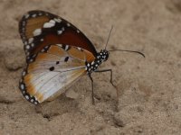 Butterfly - AAA - The Gambia Tujereng - Brufut Woods - 19Jan31 - 13-0687.jpg