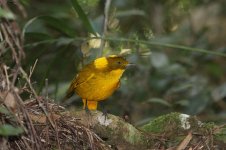 Golden Bowerbird au 2.jpg