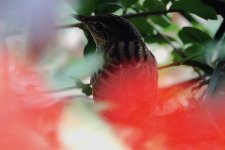 DSC02460 Lanceolated Warbler @ Telford Gdns.jpg