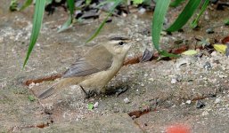 DSC02434 Black-browed Reed Warbler @ Telford Gdns.jpg