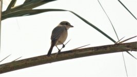 P1210686 Bahrain Shrike (2).jpg