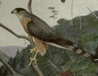 cooper hawk.jpg