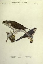 Cooper and sharp shinned hawks.jpg