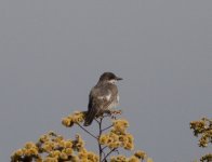 Eastern Kingbird.jpg