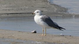 P1210761 Bahrain Gull.jpg