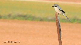 2019.01.18 Iberian Grey Shrike.JPG