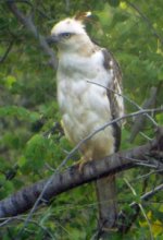 crested hawk eagle.jpg