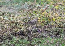 Rock Pipit-1049.jpg