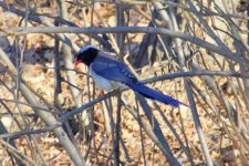 Red-Billed Blue Magpie.jpg